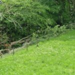 Landowner ‘deeply saddened’ after vandals fell ‘majestic’…