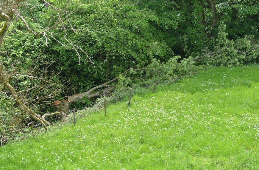 Landowner ‘deeply saddened’ after vandals fell ‘majestic’ tree