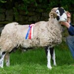 Spring sheep show is a bleating success
