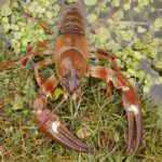 Crayfish ‘suck the life’ out of River&hellip;