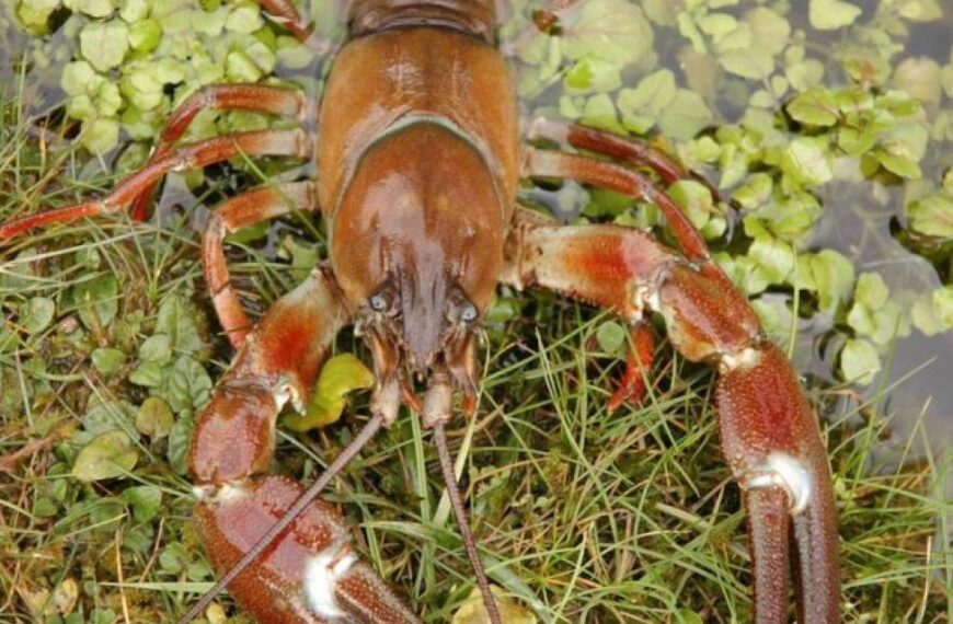 Crayfish ‘suck the life’ out&hellip;