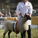 Anna’s native ewe makes history