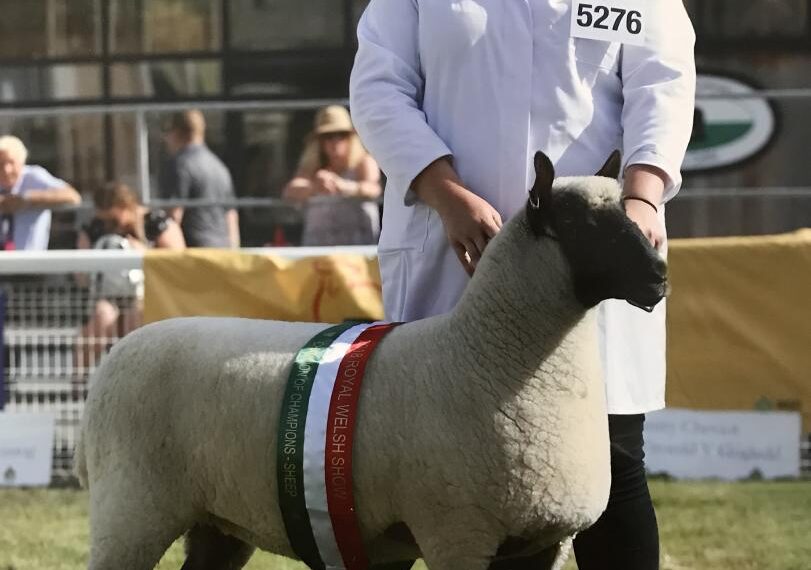 Anna’s native ewe makes history