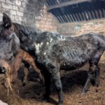 Barnard Castle mother and daughter sentenced for&hellip;