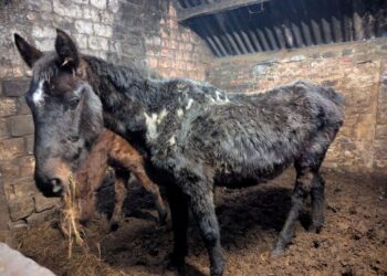 Barnard Castle mother and daughter sentenced for neglect of more than 40 horses and dogs