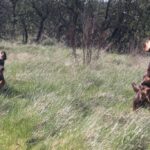 Paw-some pair lead the way for new&hellip;