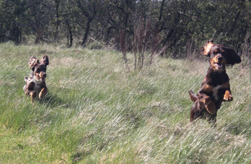 Paw-some pair lead the way&hellip;
