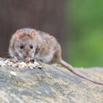 Rat infestation in Startforth