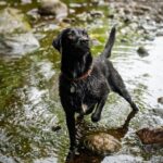 Sniffing out a new dog walk route&hellip;