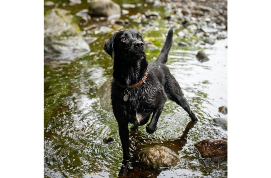 Sniffing out a new dog walk route leads to wagging tails