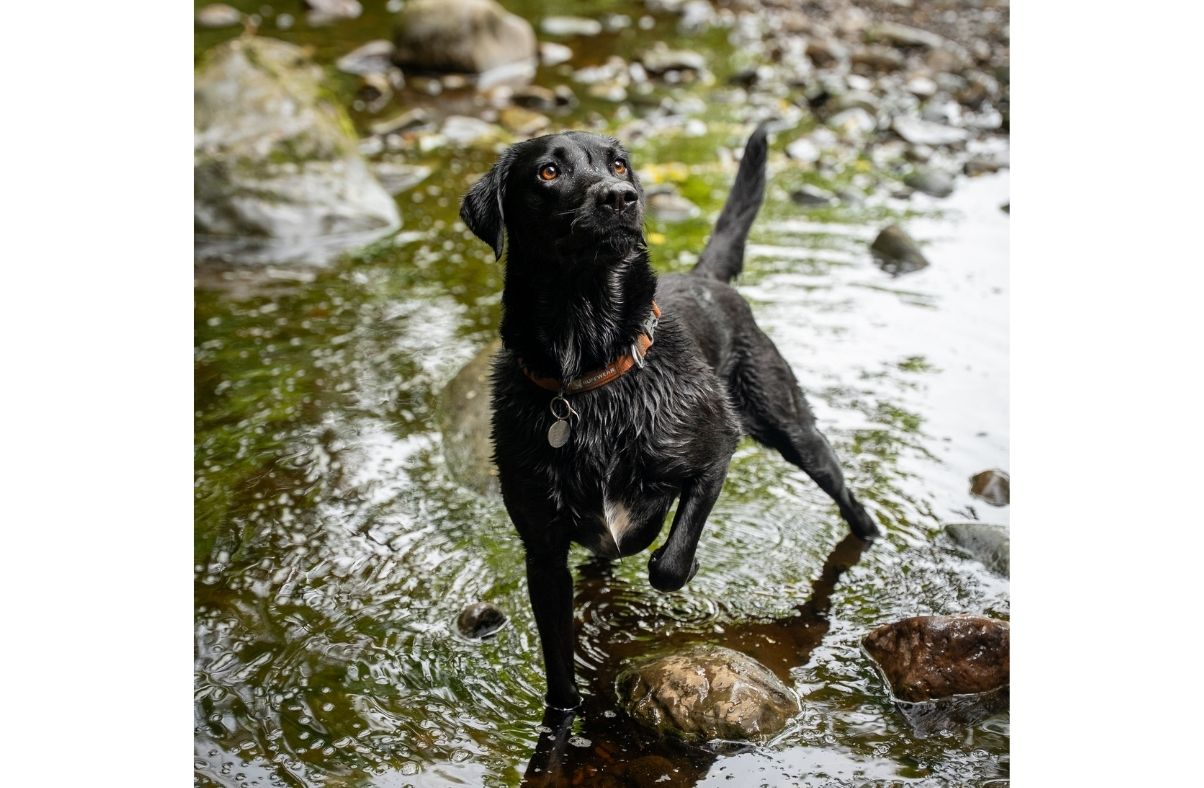 Sniffing out a new dog walk route&hellip;