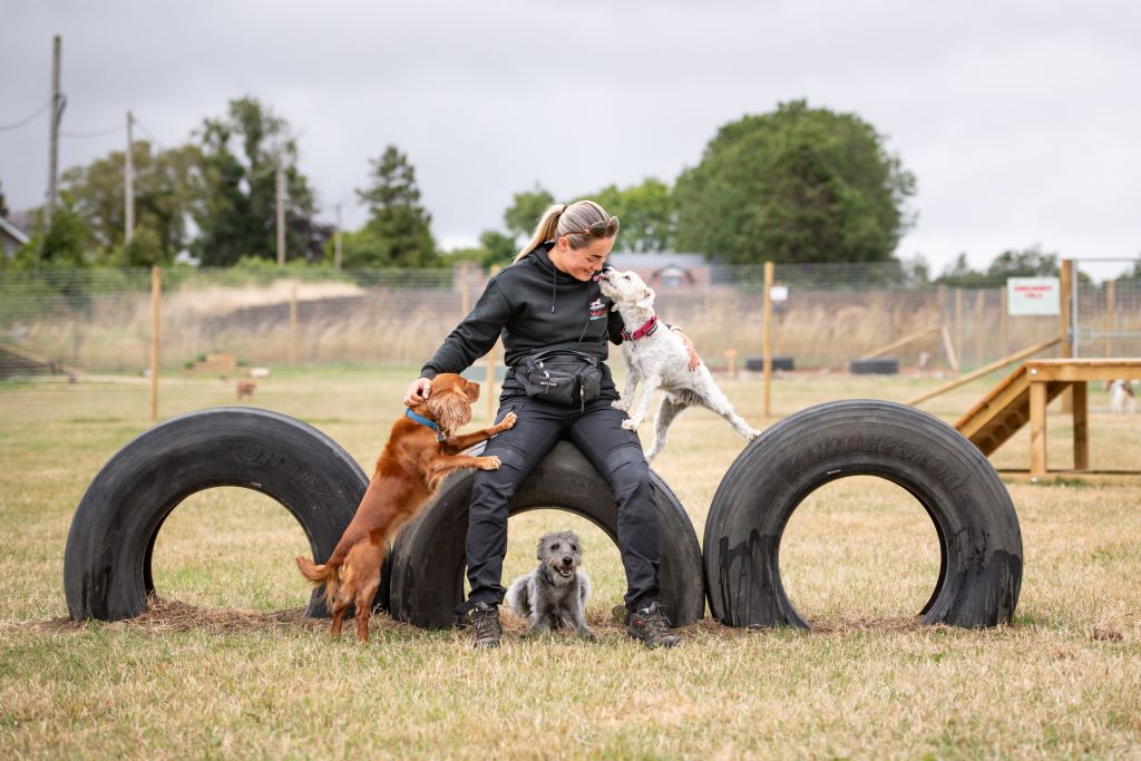 Love for dogs inspires fast-growing business Wuffalo